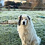 Trésor a rejoint le concours — aidez-le/la à gagner de superbes lots ! dog, white_dog, black_patch, fluffy, outdoor, grass, frost, house, bushes, pet, animal, sitting, calm, nature, daylight, fur, mammal, canine, portrait, cold