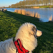 Trésor a rejoint le concours — aidez-le/la à gagner de superbes lots ! dog, white_dog, red_harness, grass, river, water, trees, blue_sky, sunlight, outdoor, nature, leash, canine, animal, park, daytime, scenic, peaceful, landscape, pets
