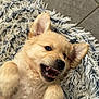Asko participe au concours pour gagner de l'argent avec cette photo : puppy, dog, playful, cute, fur, teeth, tongue, ears, paw, hand, rug, indoor, pet, animal, smile, closeup, young, fluffy, happy, belly