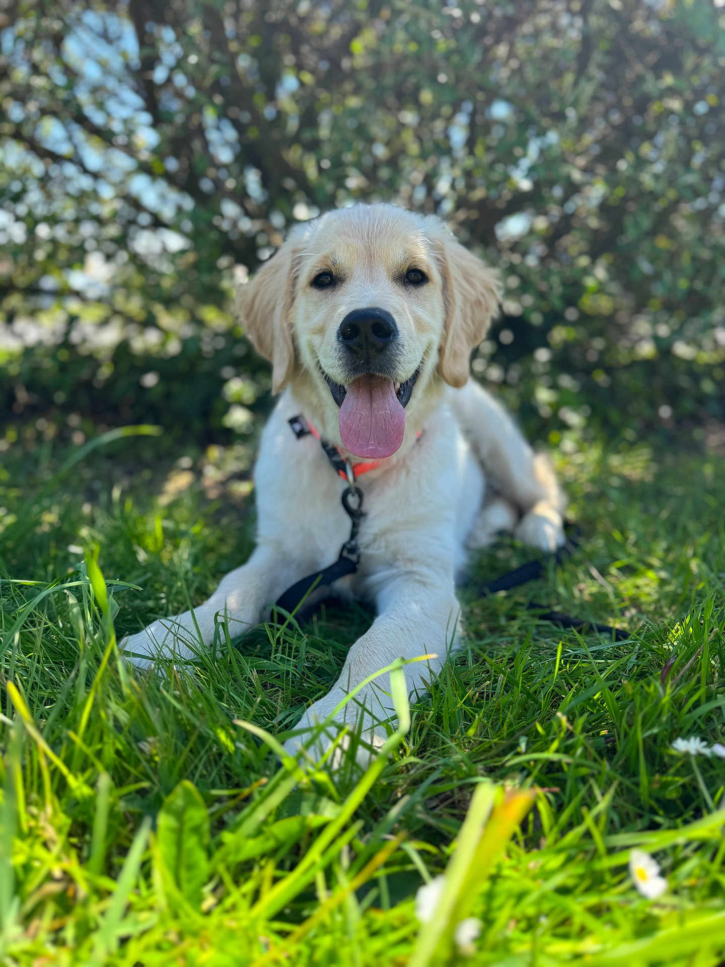 Asko participe au concours pour gagner de l'argent avec cette photo : dog, golden_retriever, puppy, grass, outdoor, sunlight, tongue_out, collar, leash, happy, nature, greenery, pet, animal, canine, summer, daylight, blurred_background, playful, young_dog