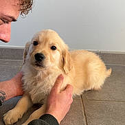Asko a rejoint le concours — aidez-le/la à gagner de superbes lots ! puppy, dog, golden_retriever, pet, animal, floor, human_hand, curly_hair, tattoo, portrait, indoor, cute, young, fur, face, looking, person, casual, gentle, calm