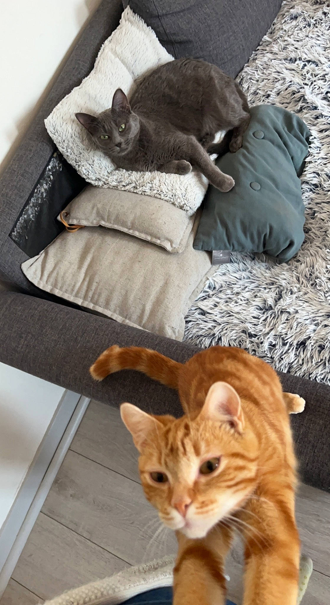 Lexy participe au concours pour gagner de l'argent avec cette photo : carnivore, cat, comfort, companion_dog, couch, domestic_short_haired_cat, fawn, felidae, flooring, fur, grey, hardwood, linens, mammal, small_to_medium_sized_cats, tail, textile, vertebrate, whiskers, wood