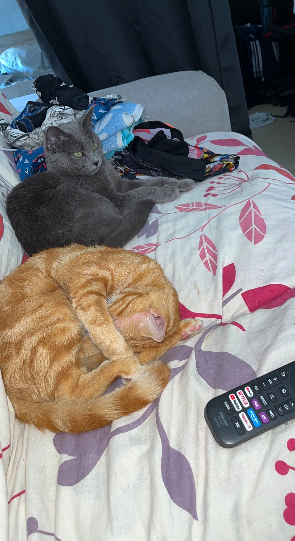 Lexy participe au concours pour gagner de l'argent avec cette photo : bag, calculator, carnivore, cat, comfort, communication_device, domestic_short_haired_cat, fawn, felidae, fur, gadget, linens, luggage_and_bags, mobile_phone, portable_communications_device, remote_control, small_to_medium_sized_cats, telephony, textile, whiskers