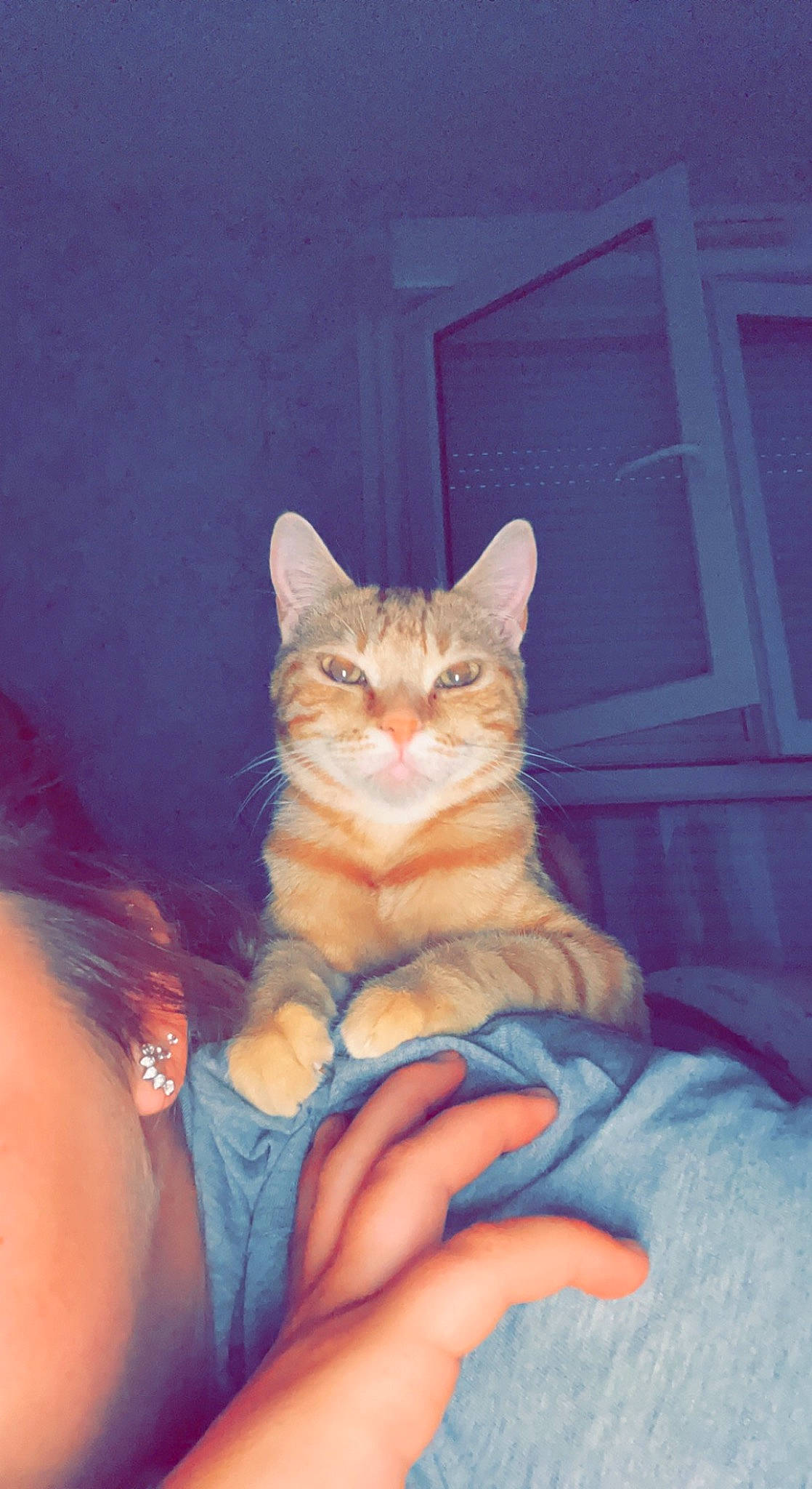 Lexy participe au concours pour gagner de l'argent avec cette photo : carnivore, cat, claw, comfort, domestic_short_haired_cat, electric_blue, eye, fawn, felidae, fur, gesture, human_leg, lap, nail, paw, sitting, small_to_medium_sized_cats, snout, tail, whiskers