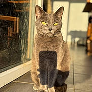 Mystie participe au concours pour gagner de l'argent avec cette photo : cat, gray_cat, yellow_eyes, sitting, sunlight, shadow, glass_door, floor_tiles, indoor, portrait, pet, feline, animal, whiskers, ears, paw, looking, focused, calm, domestic