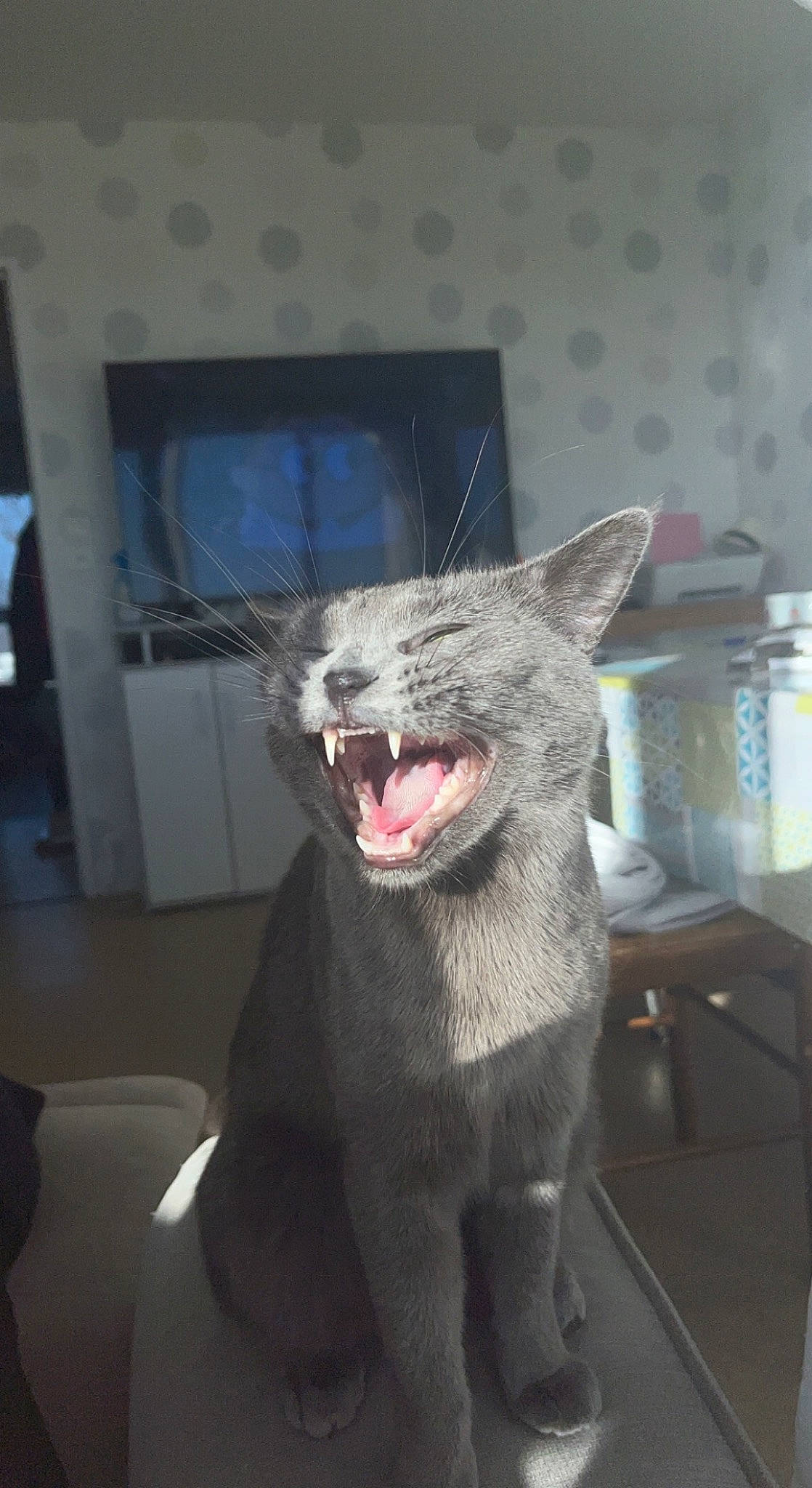 Mystie participe au concours pour gagner de l'argent avec cette photo : carnivore, cat, claw, domestic_short_haired_cat, fang, felidae, fur, grey, jaw, paw, roar, small_to_medium_sized_cats, snout, terrestrial_animal, tooth, whiskers, yawn