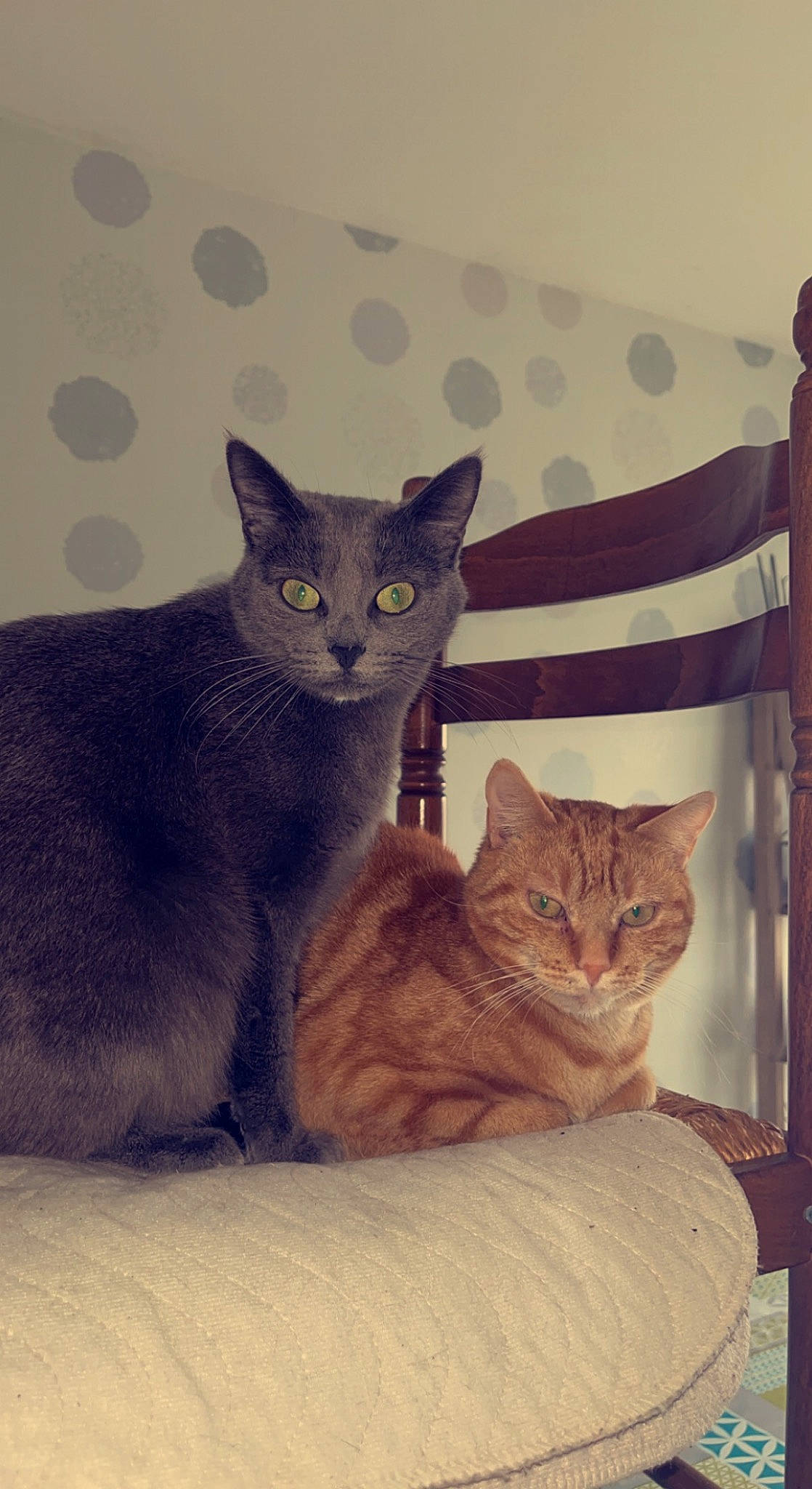 Mystie a rejoint le concours — aidez-le/la à gagner de superbes lots ! bed, bedding, carnivore, cat, cat_bed, cat_supply, comfort, domestic_short_haired_cat, felidae, fur, grey, linens, paw, sitting, small_to_medium_sized_cats, snout, tail, whiskers, window