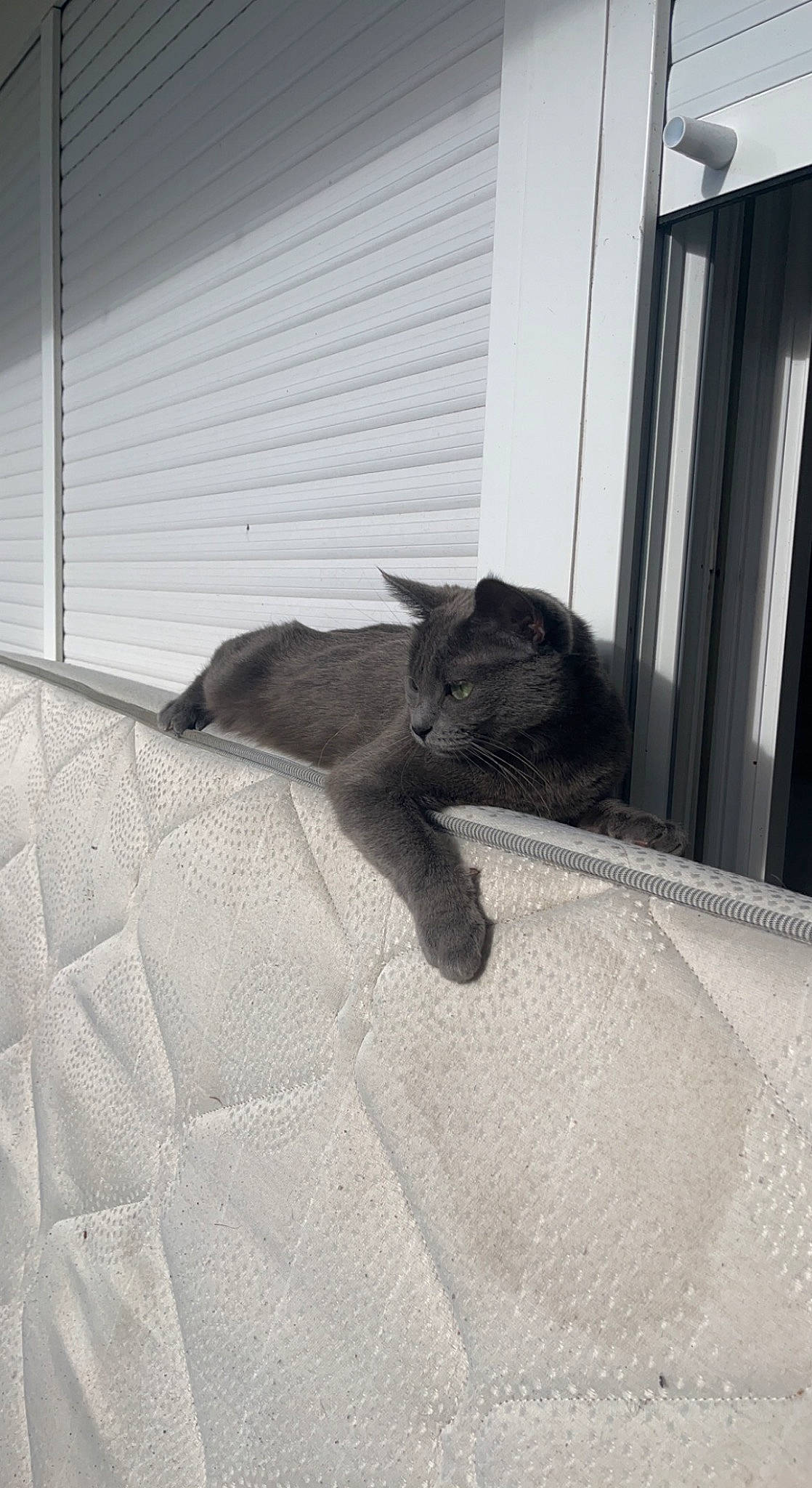 Mystie a rejoint le concours — aidez-le/la à gagner de superbes lots ! bedding, black_cat, carnivore, cat, comfort, domestic_short_haired_cat, door, felidae, flooring, fur, grey, home_door, linens, monochrome_photography, room, shadow, small_to_medium_sized_cats, tail, whiskers, wood