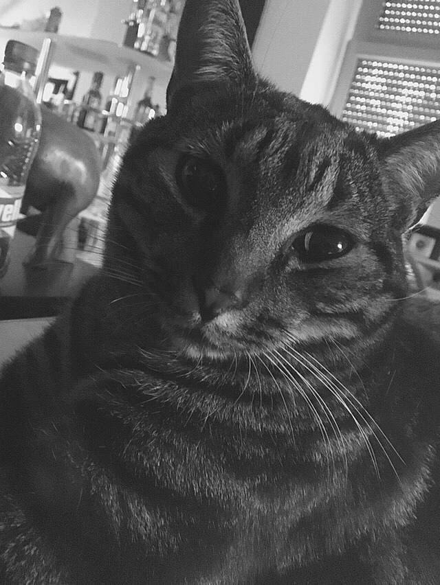 Marley a rejoint le concours — aidez-le/la à gagner de superbes lots ! asian, black, black_and_white, black_cat, carnivore, cat, domestic_short_haired_cat, ear, eye, felidae, monochrome, photography, small_to_medium_sized_cats, snapshot, snout, whiskers