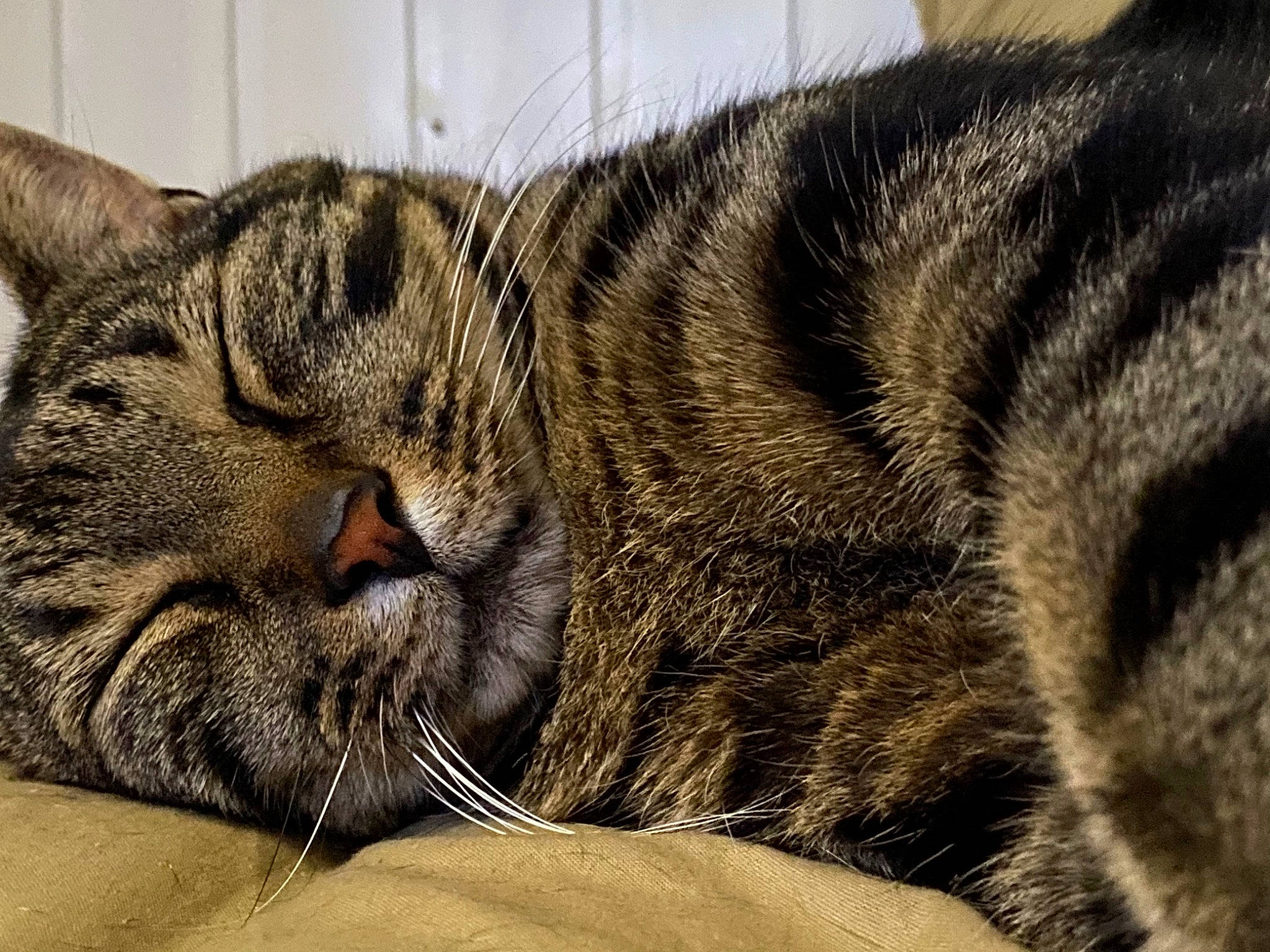 Marley a rejoint le concours — aidez-le/la à gagner de superbes lots ! american_shorthair, asian, carnivore, cat, close_up, domestic_short_haired_cat, dragon_li, european_shorthair, felidae, fur, mammal, nap, ocicat, pixie_bob, sleep, small_to_medium_sized_cats, snout, tabby_cat, vertebrate, whiskers