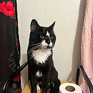 Avi joined the competition — help win amazing prizes! black_and_white, calm, cat, chair_armrest, curtain, domestic_animal, feline, fur, household, indoor, looking_away, pet, pink_towel, quiet, sitting, table, toilet_paper, tuxedo_cat, whiskers, wooden_surface