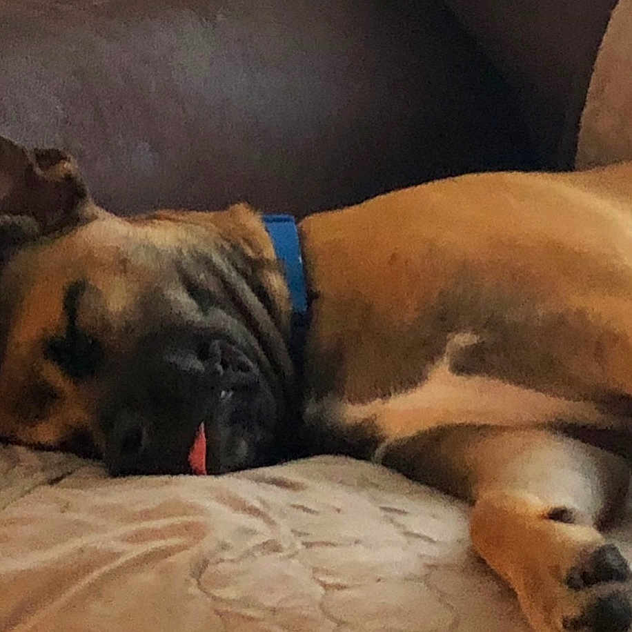Remmington is registered to the contest to win money with this photo: boerboel, boxer, bullmastiff, carnivoran, dog, dog_breed, dog_breed_group, dog_like_mammal, snout