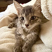 Osiris is registered to the contest to win money with this photo: animal, blanket, cat, closeup, comfort, cozy, cute, ears, feline, fur, gray_tabby, indoor, kitten, paws, pet, resting, soft_texture, warm, whiskers, young