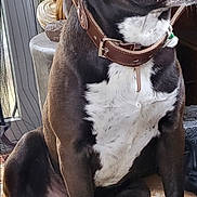 Rosko a rejoint le concours — aidez-le/la à gagner de superbes lots ! animal, black_and_white, brown_collar, carpet, companion, decor, dog, ears, floor, fur, happy, household, indoor, leather, paw, pet, relaxed, sitting, snout, statue