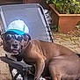 accessory, animal, backyard, brown_dog, canine, casual, chair, dog, funny, hat, leaves, outdoor, pavement, pet, plant_pot, relaxed, resting, summer, sun_protection, sunglasses