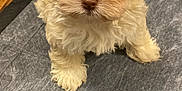 Kash Marley Summers is registered to the contest to win money with this photo: puppy, dog, fluffy, cream_colored, cute, indoor, mat, floor, wood_floor, pet, animal, small_dog, curious, looking_up, person, footwear, crocs, pants, close_up, adorable