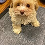 puppy, dog, fluffy, cream_colored, cute, indoor, mat, floor, wood_floor, pet, animal, small_dog, curious, looking_up, person, footwear, crocs, pants, close_up, adorable