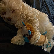 Kash Marley Summers joined the competition — help win amazing prizes! puppy, dog, sleeping, toy, stuffed_animal, bed, blanket, fur, cute, pet, indoor, resting, cozy, animal, domestic_animal, small_dog, white_fur, soft, relaxing, sleep