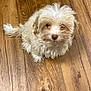 Kash Marley Summers is registered to the contest to win money with this photo: puppy, dog, pet, wooden_floor, fur, small_dog, cute, indoors, looking_up, black_shoe, flooring, brown, animal, companion, adorable, canine, fluffy, domestic_animal, young_dog, curious