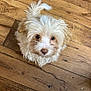 Kash Marley Summers joined the competition — help win amazing prizes! puppy, dog, fluffy, curly_fur, looking_up, wooden_floor, pet, cute, indoor, animal, small_dog, adorable, canine, fur, young_dog, domestic_animal, companion, friendly, brown_nose, expression