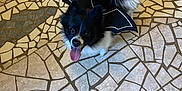 Bunny joined the competition — help win amazing prizes! dog, small_dog, black_and_white, bat_wings, costume, tongue_out, mosaic_floor, tile_floor, pet, cute, animal, indoor, playful, happy, fur, ears, tail, looking_up, companion, domestic_animal