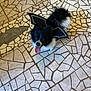 dog, small_dog, black_and_white, bat_wings, costume, tongue_out, mosaic_floor, tile_floor, pet, cute, animal, indoor, playful, happy, fur, ears, tail, looking_up, companion, domestic_animal