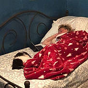 Bunny joined the competition — help win amazing prizes! bedroom, bed, blanket, cat, sleeping, person, pillow, wall, framed_pictures, blue_wall, quilt, metal_bedframe, domestic_cat, indoor, resting, cozy, nap, home, furniture, red_blanket