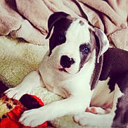 Dotti Marie Baker joined the competition — help win amazing prizes! puppy, dog, black_and_white, spotted, lying_down, blanket, bed, indoors, pet, animal, close_up, portrait, blue_eyes, floppy_ears, paws, resting, cozy, toy, soft_lighting, cute