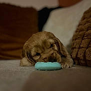 Apollon participe au concours pour gagner de l'argent avec cette photo : animal, blue, brown, closeup, couch, cozy, cute, dog, furry, golden_retriever, home, indoor, laying, pet, pillows, puppy, relaxing, sleepy, soft, toy