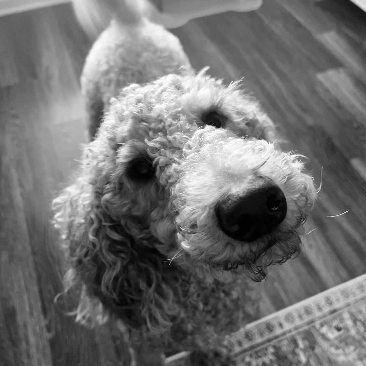 Chase Elliott joined the competition — help win amazing prizes! airedale, animal, canine, cockerspaniel, dog, hardwood, head, hound, person, pet, poodle, puppy, terrier, whitedog, wood