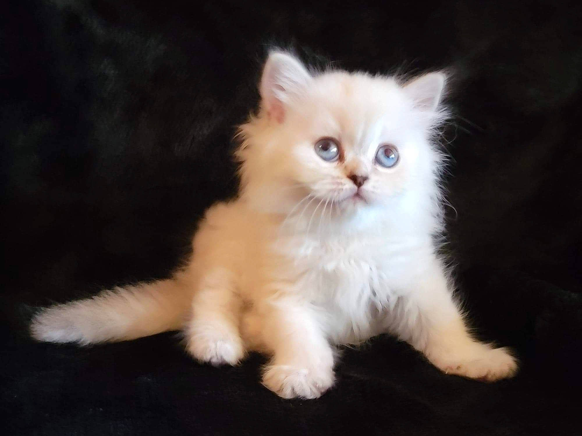 Princess Jasmine is registered to the contest to win money with this photo: carnivore, cat, claw, eye, fawn, felidae, fur, laperm, paw, ragdoll, sitting, small_to_medium_sized_cats, snout, tail, terrestrial_animal, whiskers