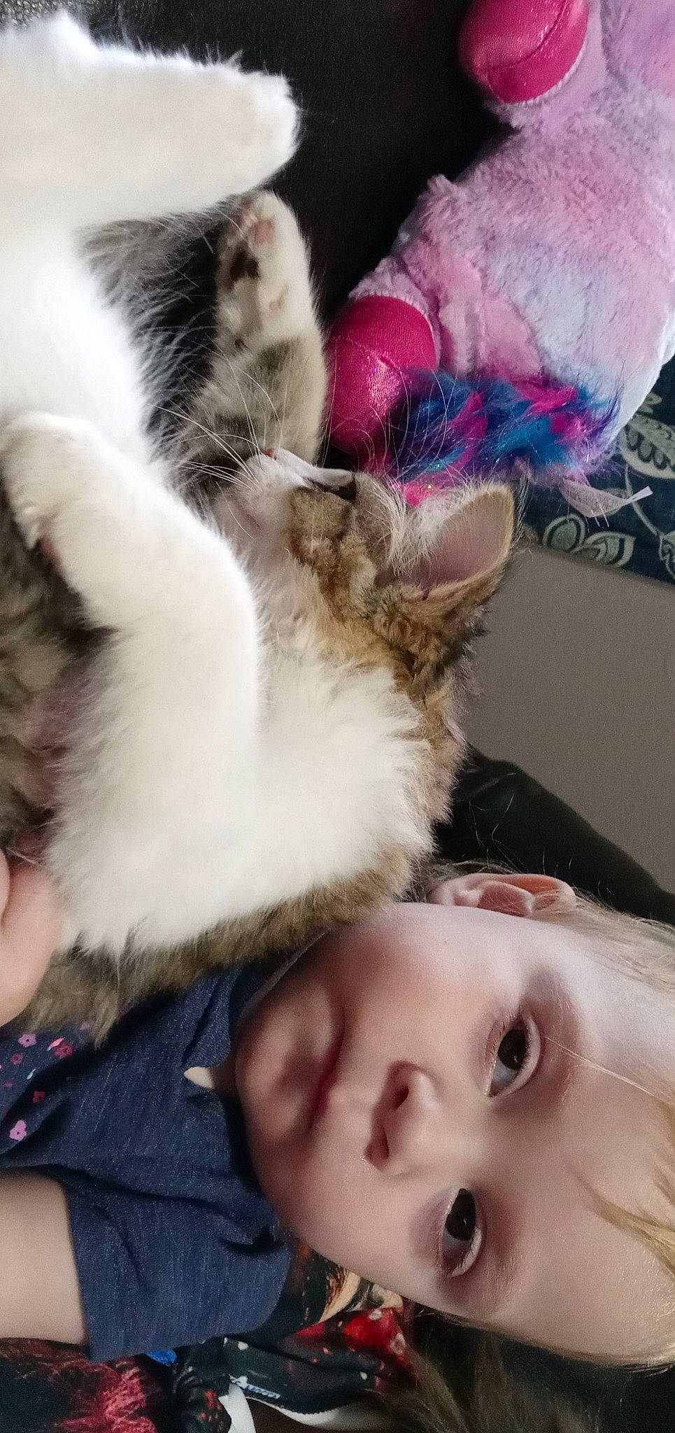 Gwen joined the competition — help win amazing prizes! carnivore, cat, cheek, claw, felidae, fur, iris, kitten, magenta, nail, natural_material, paw, person, pink, purple, selfie, skin, small_to_medium_sized_cats, vertebrate, violet