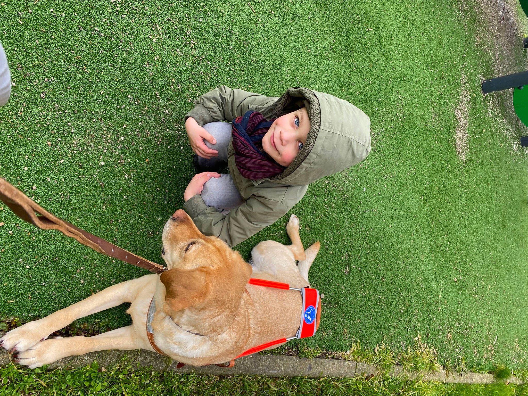 Reinette participe au concours pour gagner de l'argent avec cette photo : boot, canidae, carnivore, companion_dog, dog, dog_breed, fawn, flooring, fun, grass, grass_family, green, lap, lawn, leash, leisure, people_in_nature, recreation, sitting, sporting_group