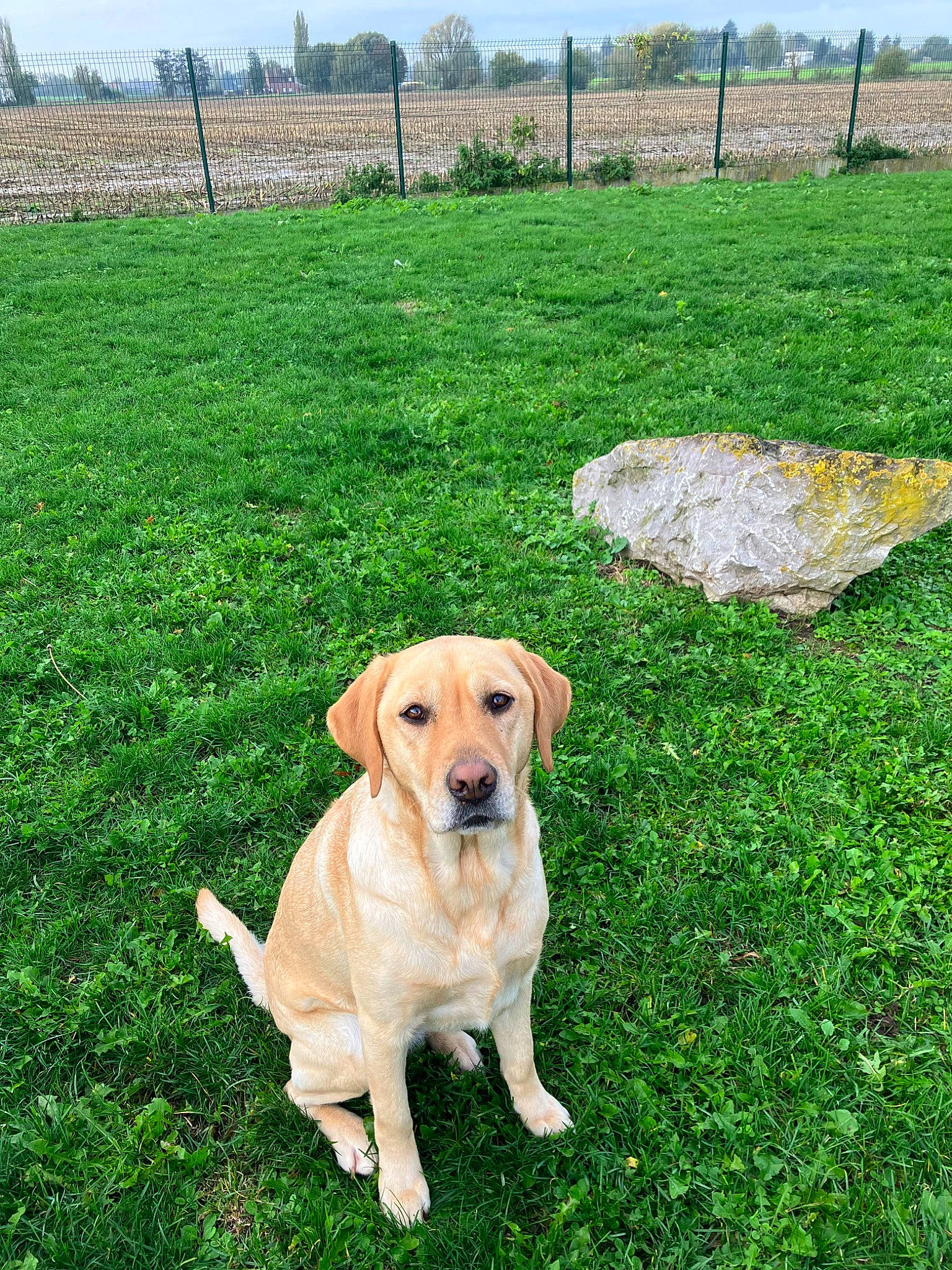 Reinette participe au concours pour gagner de l'argent avec cette photo : canidae, carnivore, companion_dog, dog, dog_breed, fawn, fence, garden, grass, grassland, gun_dog, home_fencing, labrador_retriever, lawn, plant, sporting_group, spring, tail, tree, working_animal