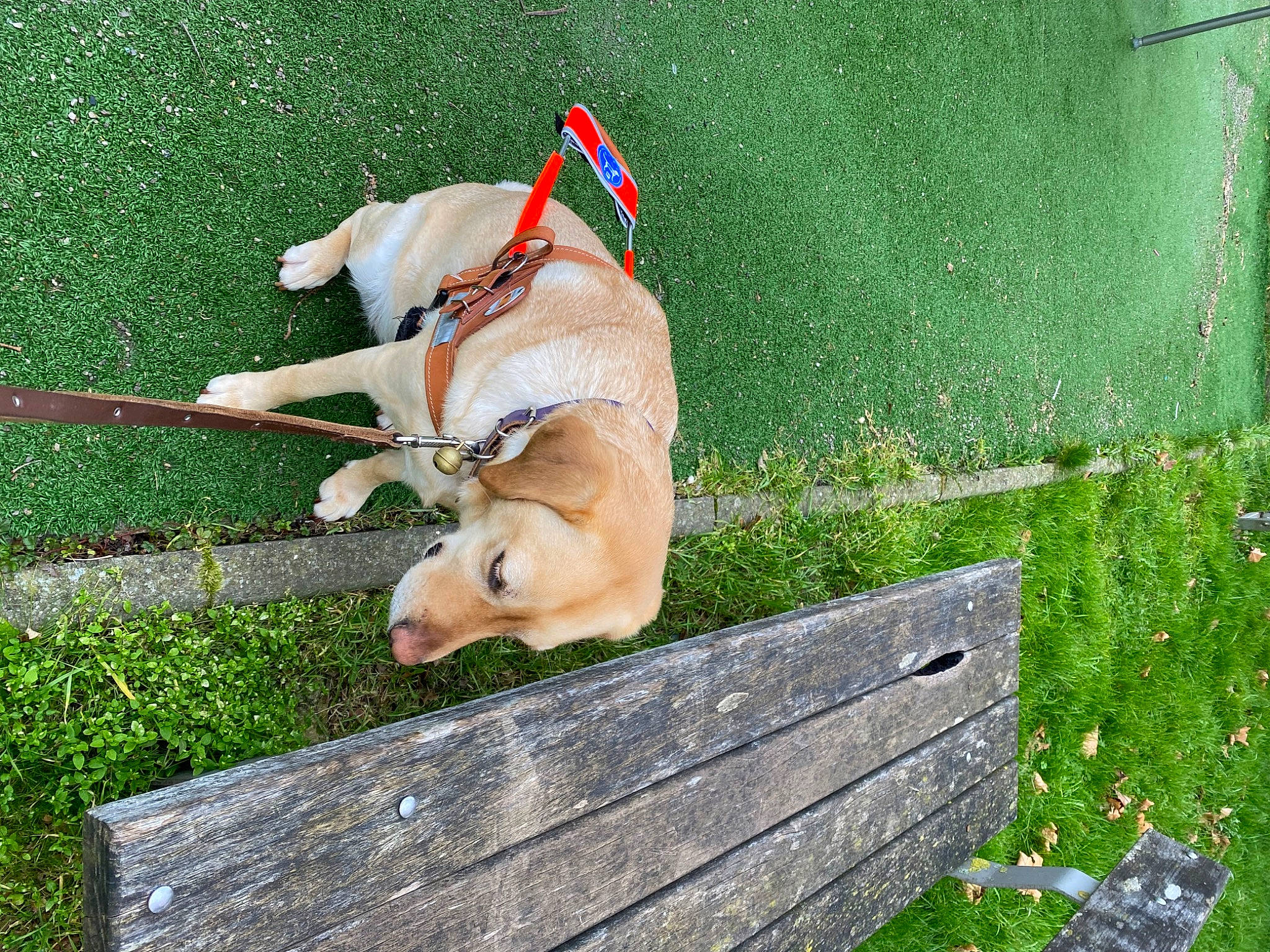 Reinette participe au concours pour gagner de l'argent avec cette photo : carnivore, companion_dog, dog, dog_breed, dog_collar, dog_supply, fawn, grass, groundcover, lawn, leash, outdoor_bench, outdoor_furniture, pet_supply, plant, retriever, sporting_group, tail, wood, working_animal