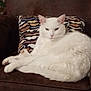 white_cat, cat, pet, feline, animal, mustache_pillow, brown_chair, indoor, relaxed, resting, fluffy, cozy, cute, domestic_cat, fur, whiskers, ears, pink_nose, home, comfortable