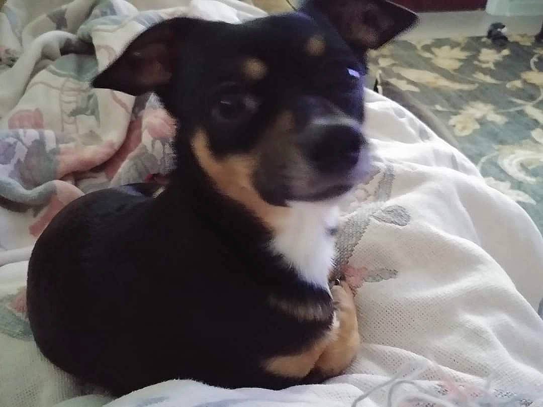 Murphy joined the competition — help win amazing prizes! canidae, comfort, companion_dog, dog, dog_breed, ear, fur, guard_dog, irishjacks, paw, puppy, puppy_love, small_terrier, sporting_group, terrestrial_animal, terrier, toy_dog, whiskers, working_animal, working_dog