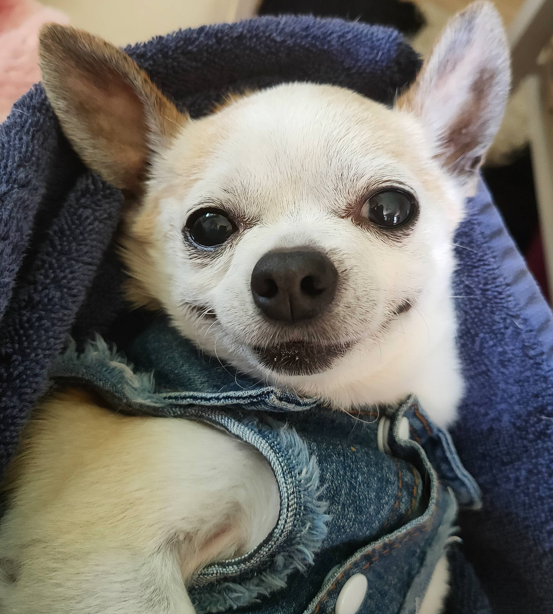 Gaufrette a rejoint le concours — aidez-le/la à gagner de superbes lots ! canidae, carnivore, comfort, companion_dog, dog, dog_breed, dog_supply, ear, eye, face, fawn, fur, head, jaw, non_sporting_group, snout, terrestrial_animal, toy_dog, whiskers, working_animal