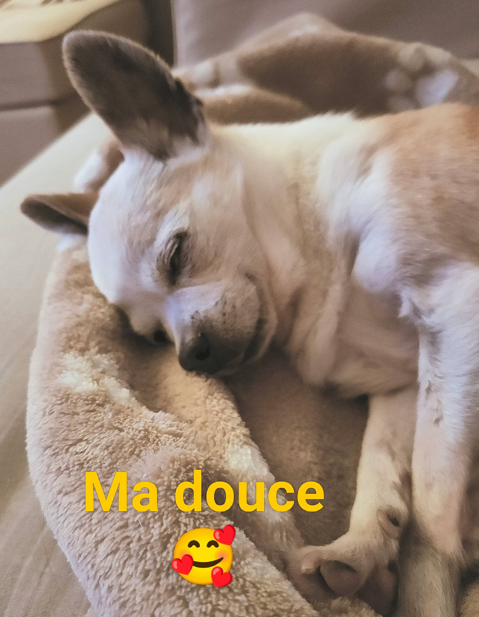 Gaufrette participe au concours pour gagner de l'argent avec cette photo : canidae, carnivore, comfort, companion_dog, dog, dog_breed, dog_supply, fawn, felidae, fur, nap, paw, photo_caption, snout, sporting_group, tail, terrestrial_animal, toy_dog, whiskers, working_animal