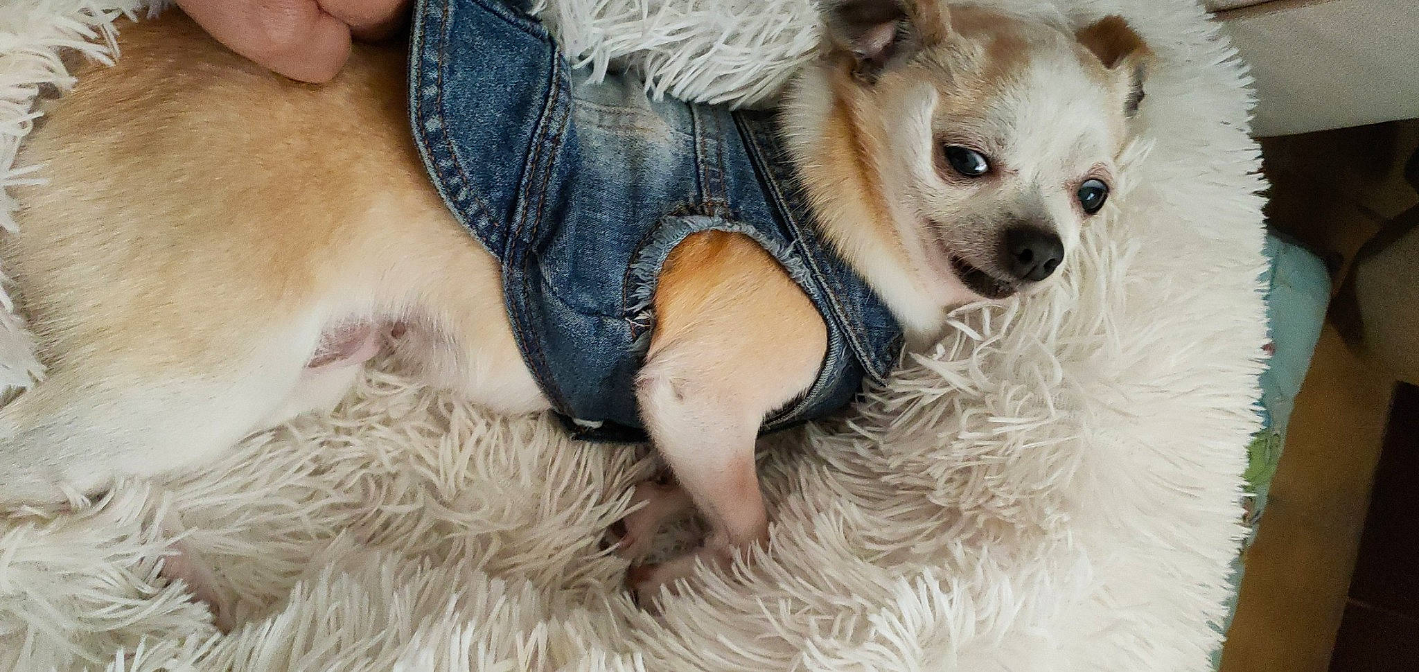 Gaufrette participe au concours pour gagner de l'argent avec cette photo : canidae, carnivore, chihuahua, companion_dog, denim, dog, dog_breed, dog_clothes, dog_supply, ear, fawn, fur, paw, snout, sporting_group, sunglasses, terrestrial_animal, toy_dog, whiskers, working_animal
