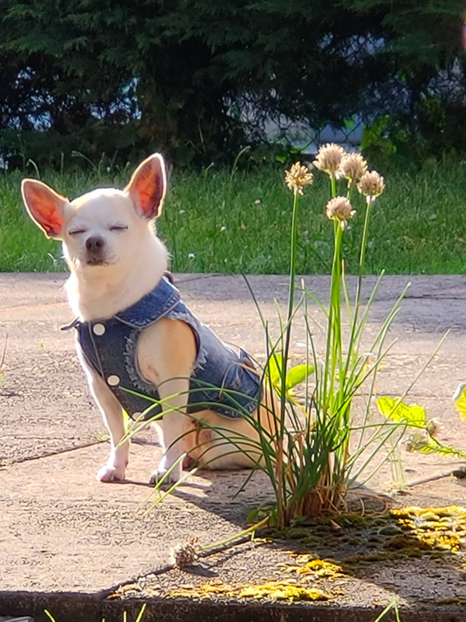 Gaufrette a rejoint le concours — aidez-le/la à gagner de superbes lots ! bull_terrier, canidae, carnivore, companion_dog, dog, dog_breed, dog_supply, fawn, flower, grass, old_english_terrier, petal, plant, sitting, snout, sunglasses, tail, terrestrial_animal, terrestrial_plant, whiskers