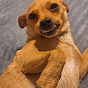 Belle joined the competition — help win amazing prizes! dog, small_dog, tan_dog, pet, lying_down, indoor, bed, blanket, paw, fur, cute, smiling, teeth, animal, canine, relaxed, looking_at_camera, playful, domestic_animal, companion