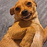 dog, small_dog, tan_dog, pet, lying_down, indoor, bed, blanket, paw, fur, cute, smiling, teeth, animal, canine, relaxed, looking_at_camera, playful, domestic_animal, companion