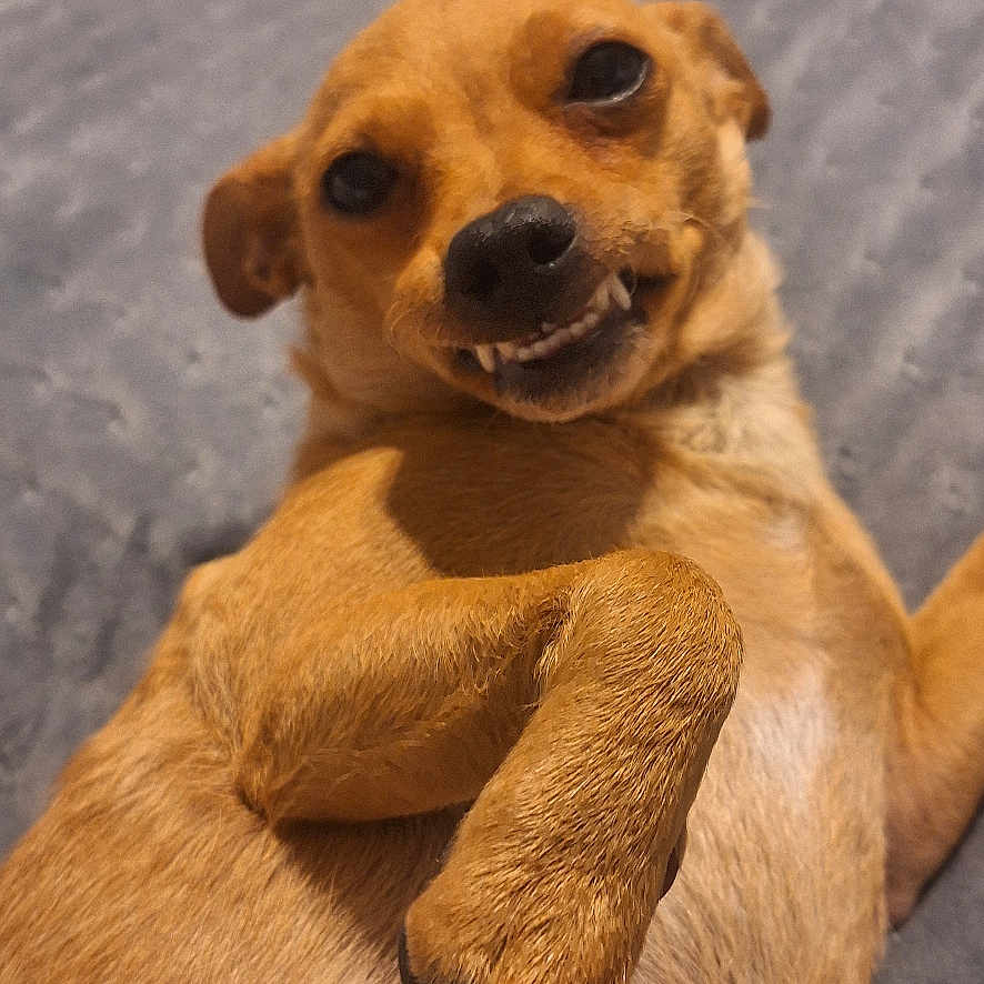 Belle joined the competition — help win amazing prizes! dog, small_dog, tan_dog, pet, lying_down, indoor, bed, blanket, paw, fur, cute, smiling, teeth, animal, canine, relaxed, looking_at_camera, playful, domestic_animal, companion