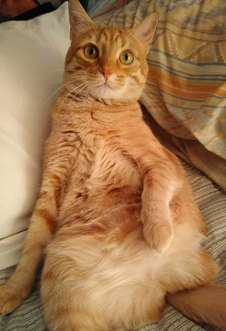 Tiggy is registered to the contest to win money with this photo: carnivore, cat, claw, comfort, domestic_short_haired_cat, fawn, felidae, foot, fur, gesture, head, paw, peach, sitting, small_to_medium_sized_cats, snout, tail, terrestrial_animal, whiskers, wildlife