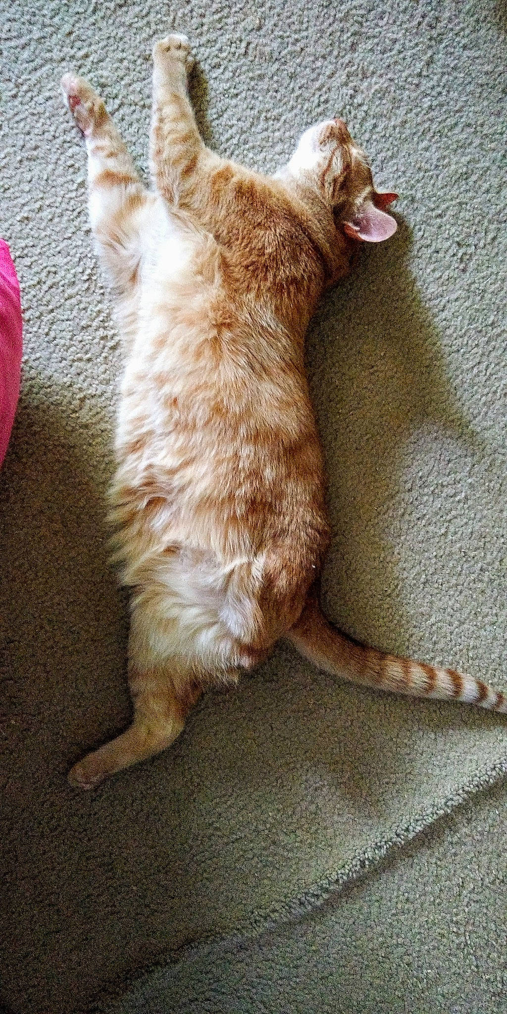 Tiggy joined the competition — help win amazing prizes! carnivore, cat, claw, comfort, companion_dog, couch, dog_breed, domestic_short_haired_cat, fawn, felidae, flooring, foot, fur, paw, small_to_medium_sized_cats, snout, sporting_group, tail, whiskers, wood