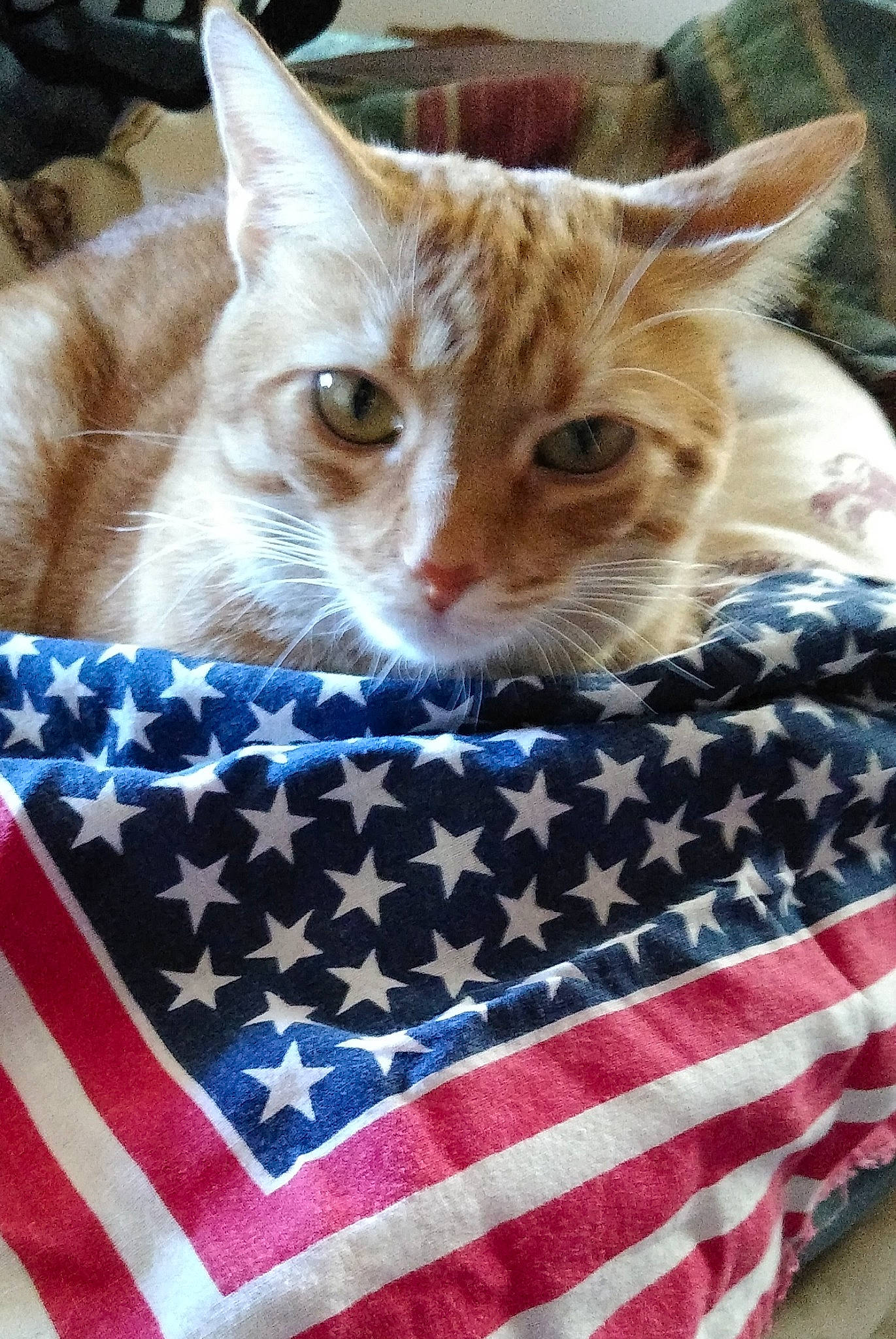 Tiggy is registered to the contest to win money with this photo: carnivore, cat, cat_supply, collar, comfort, domestic_short_haired_cat, electric_blue, event, fashion_accessory, felidae, flag_day_usa, flag_of_the_united_states, fur, linens, pattern, paw, small_to_medium_sized_cats, tail, textile, whiskers