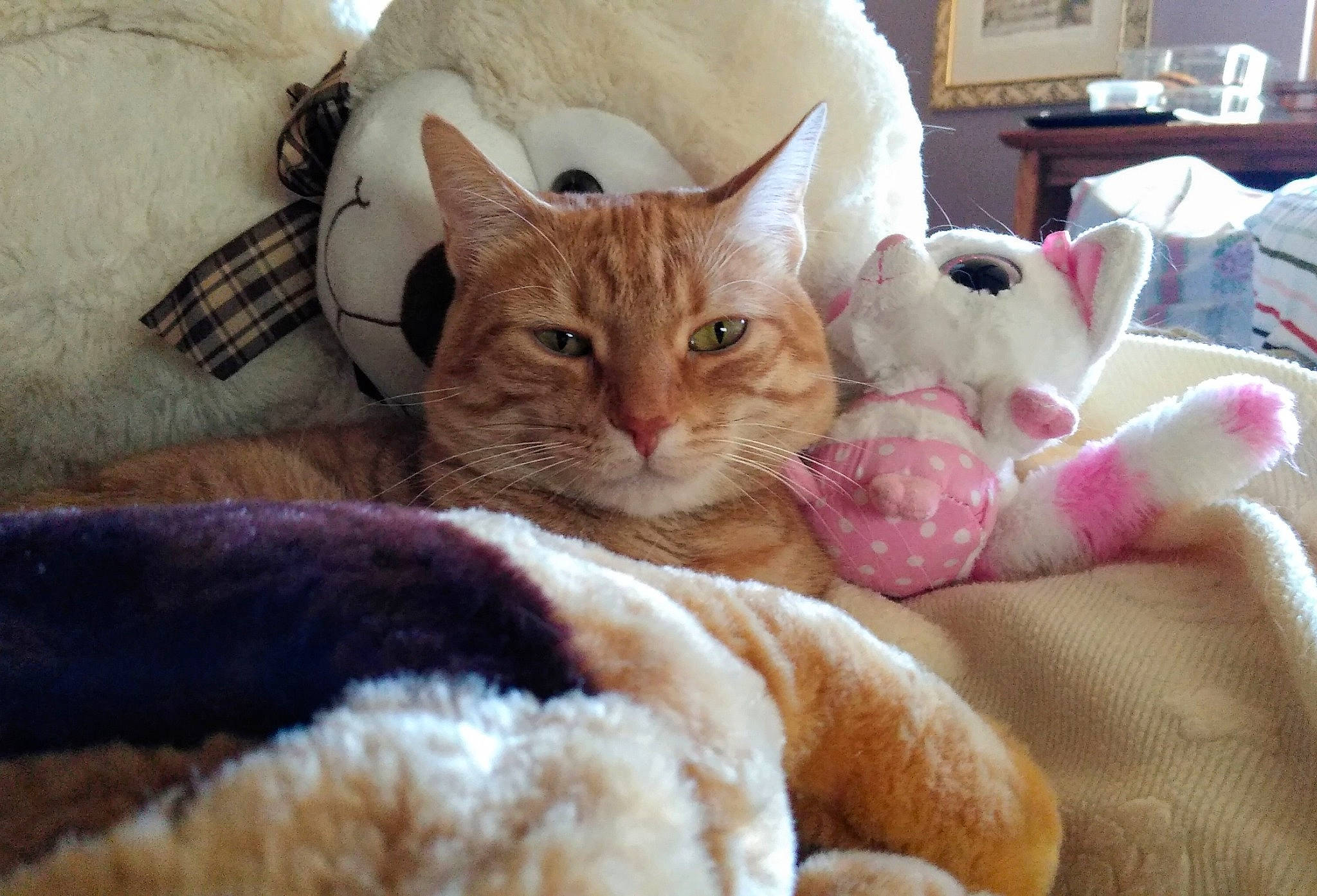 Tiggy joined the competition — help win amazing prizes! bed, bed_sheet, bedding, carnivore, cat, comfort, couch, domestic_short_haired_cat, fawn, felidae, fur, furniture, linens, paw, room, small_to_medium_sized_cats, tail, textile, throw_pillow, whiskers