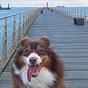 Rebelle participe au concours pour gagner de l'argent avec cette photo : dog, pier, water, sky, lighthouse, wood, happy, tongue_out, outdoor, smiling, fence, calm, cloudy, brown_fur, white_fur, long_tongue, fluffy, canine, dock, nature