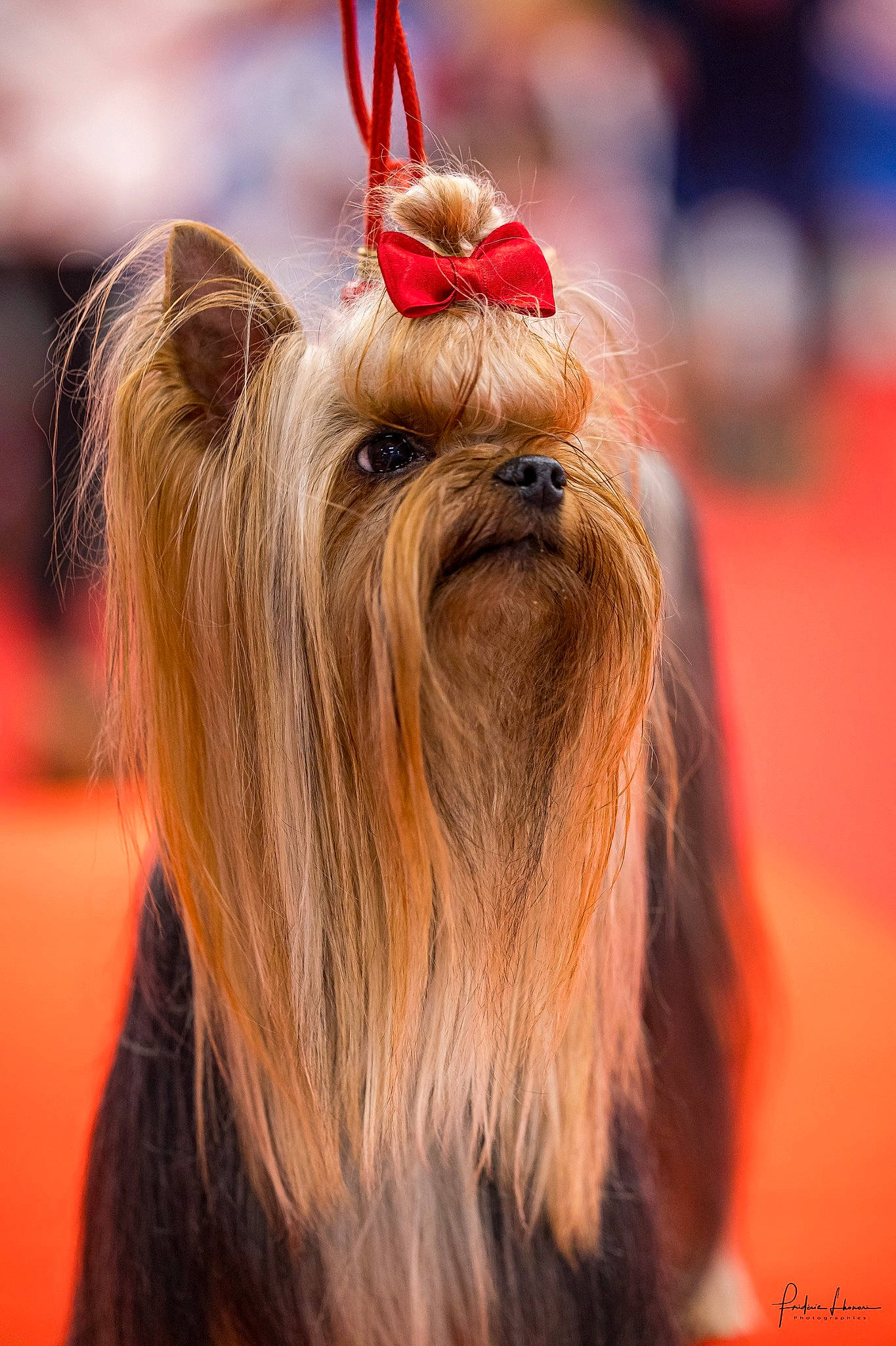 Malley a rejoint le concours — aidez-le/la à gagner de superbes lots ! canidae, carnivore, companion_dog, dog, dog_breed, event, fashion_accessory, fur, hat, holiday, liver, non_sporting_group, small_terrier, snout, sporting_group, terrier, toy_dog, yorkshire_terrier